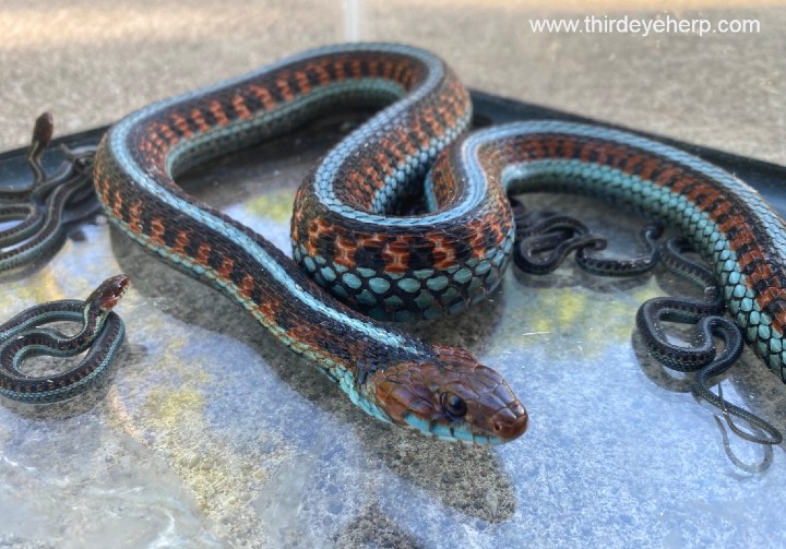 California Red-sided Garter Snakes